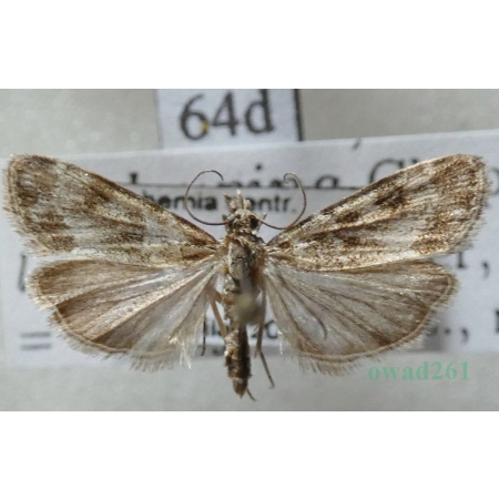 Eudonia lacustrata (Panzer, 1804) Mietliczka rokietnica Czech64d